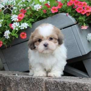 Rube, Teddy Bear Puppy